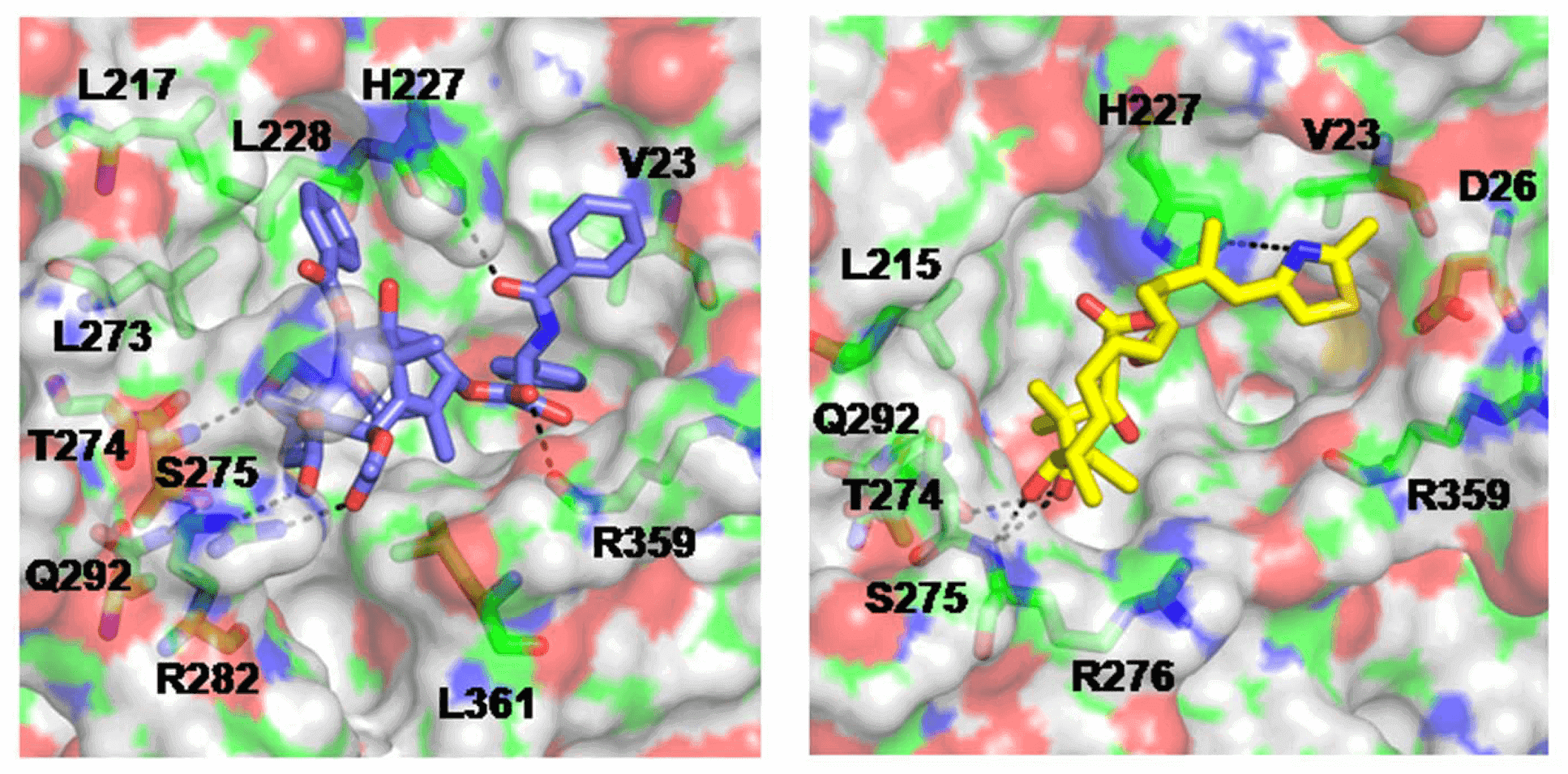 Fig.2 Binding motif of taxol and epothilone A in β-tubulins.